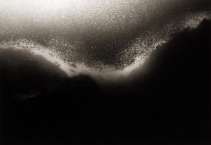 sardine cloud I